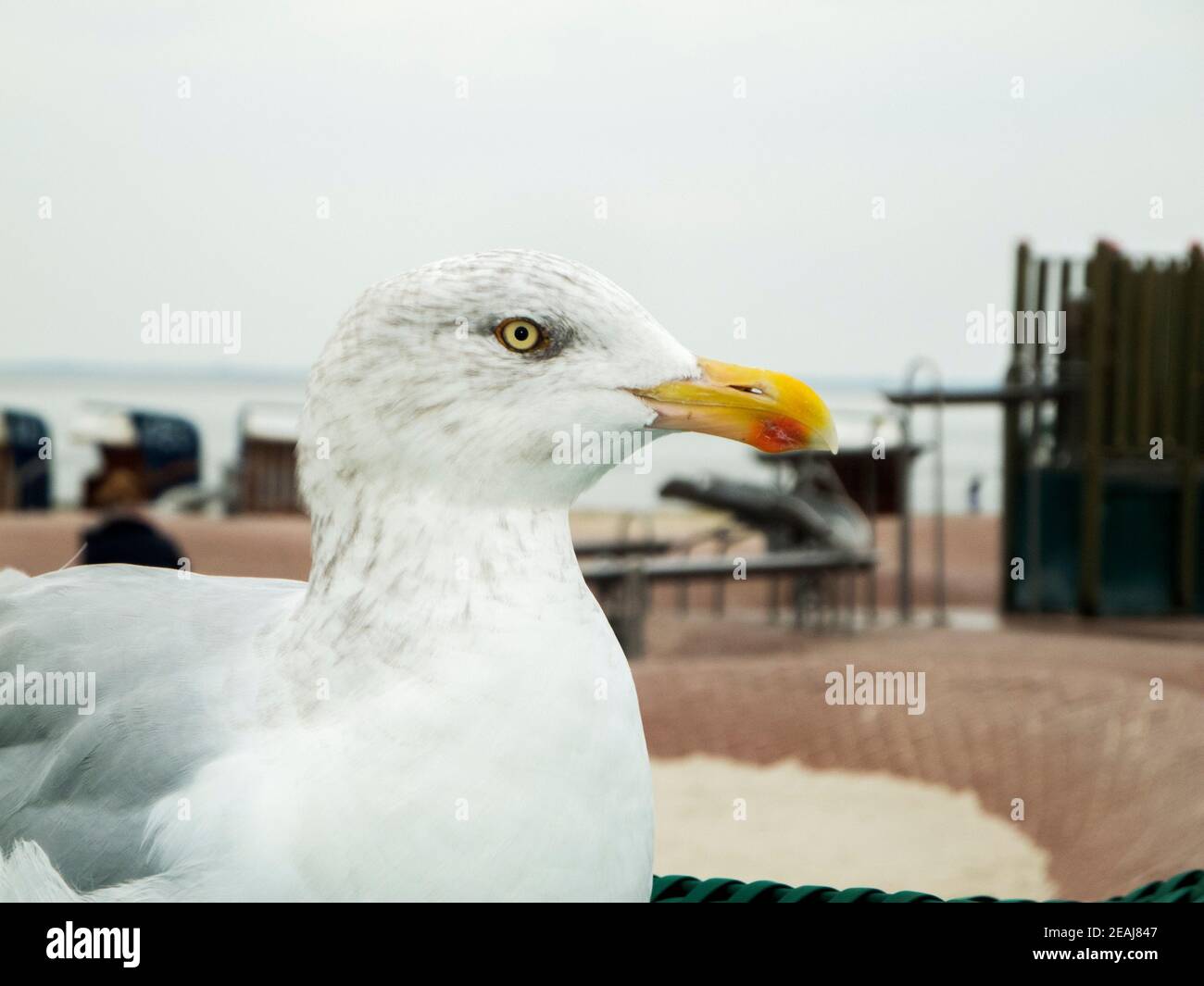 Larus argentatus close up right Silbermoewe Stock Photo