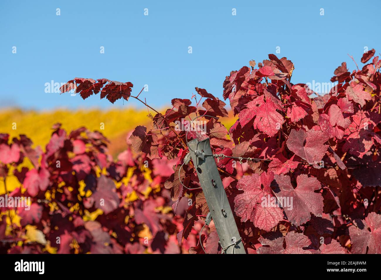 Red grape leaves in autumn colours Stock Photo