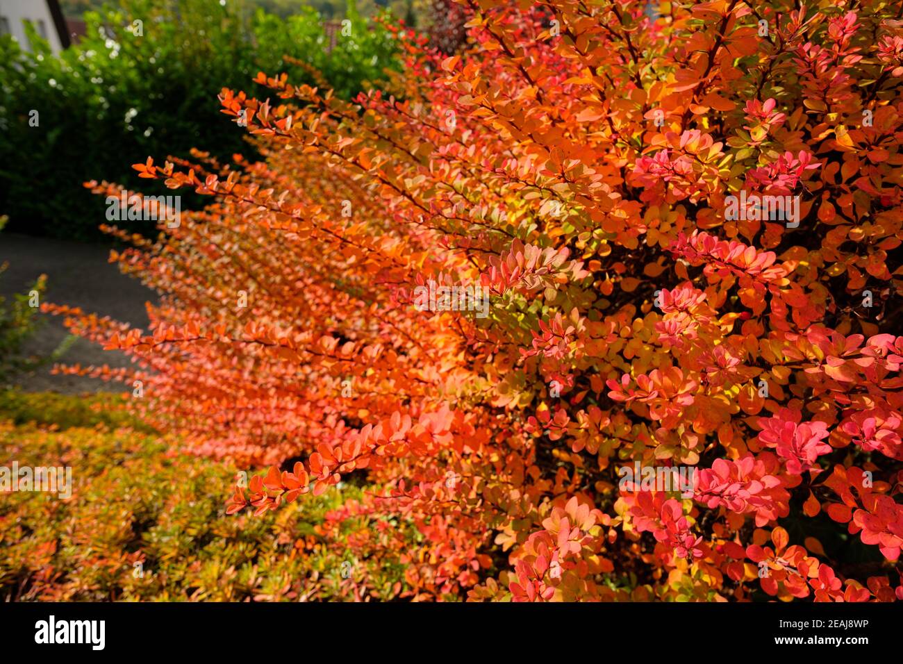 Red barberry hedge in autumn colouring Stock Photo