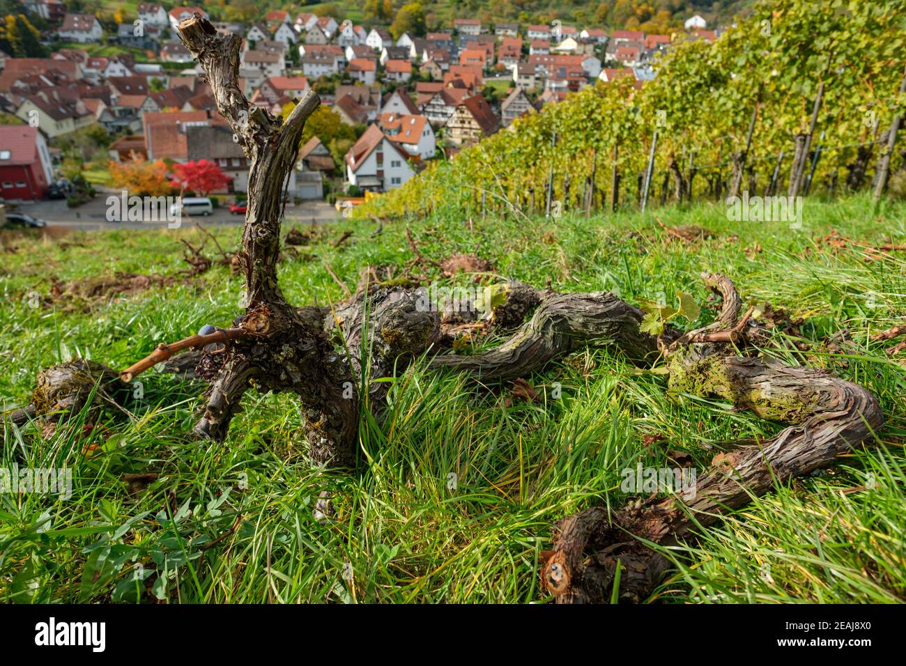 Clearing vineyard with wooden gnarled vines Stock Photo