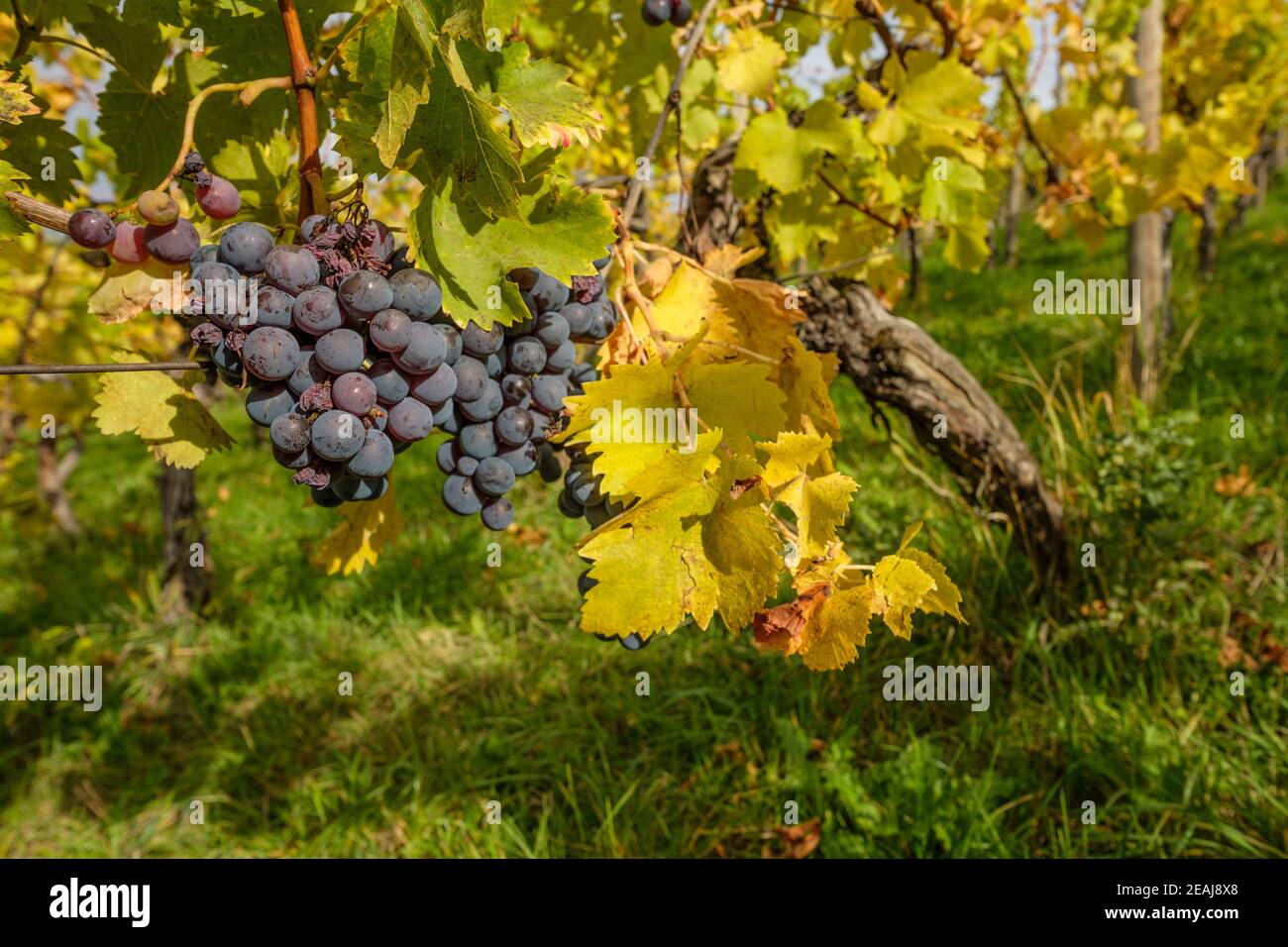 Ripe red grapes at a vine in a vineyard Stock Photo
