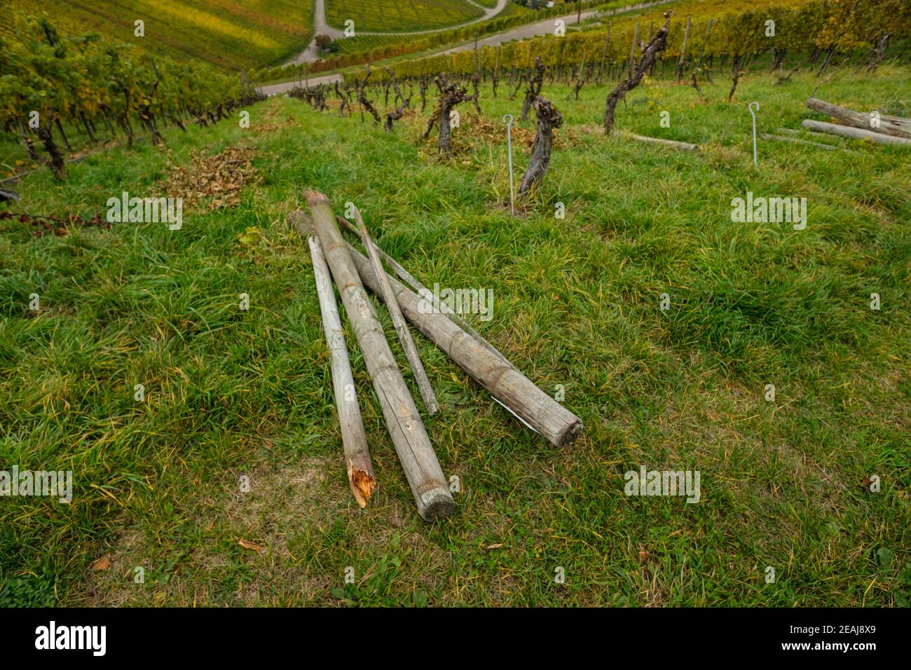 Wooden posts in a vineyard Stock Photo