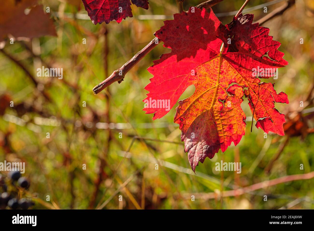 Red orange grape leav in autumn colour close-up Stock Photo