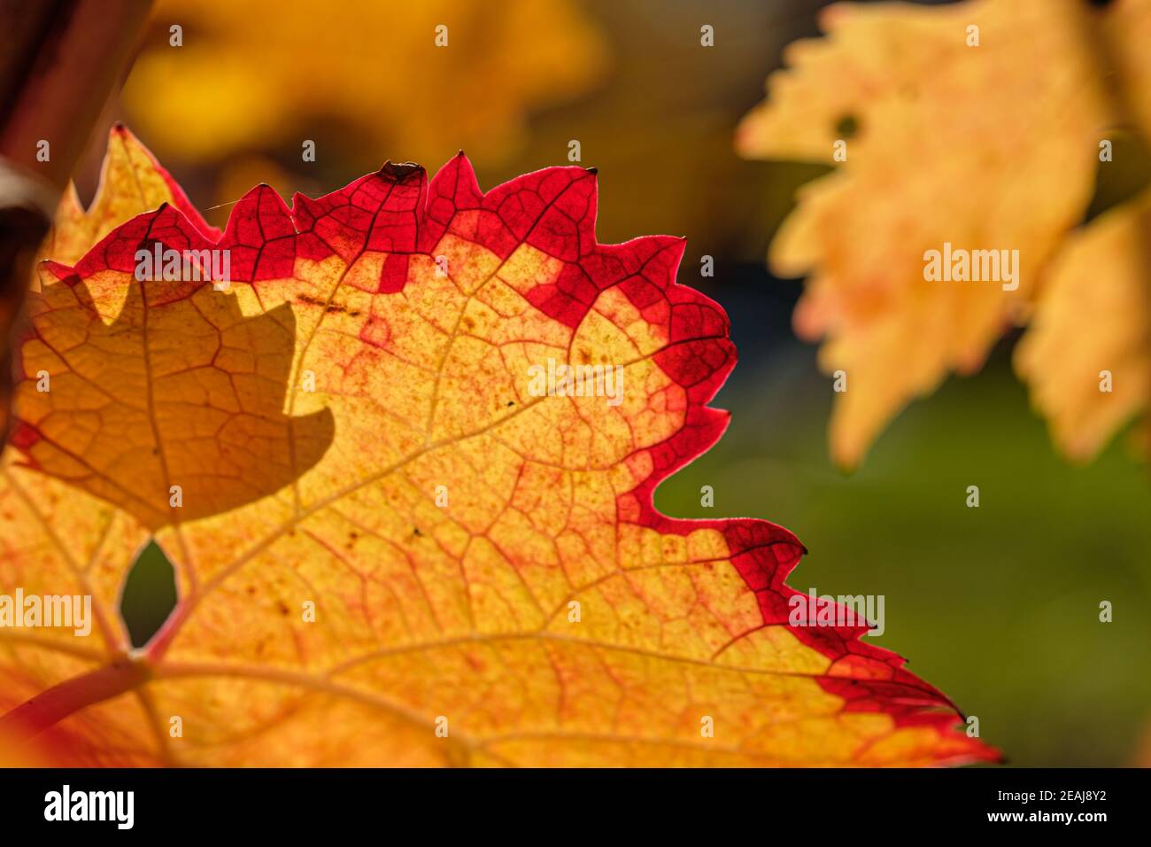 Close-up of red orange gape leaf with vines Stock Photo