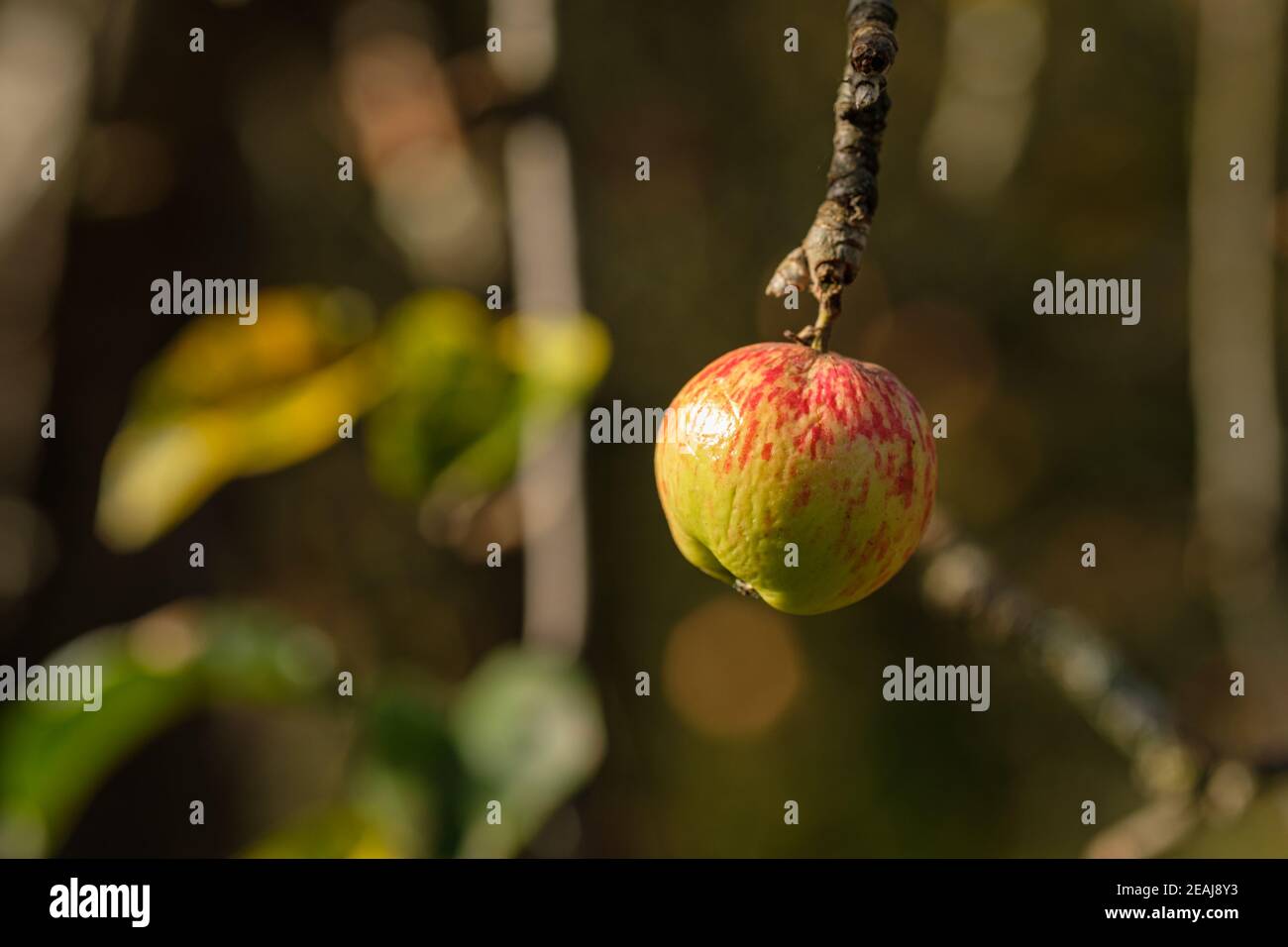 Ripe red apple in october at a tree branch Stock Photo