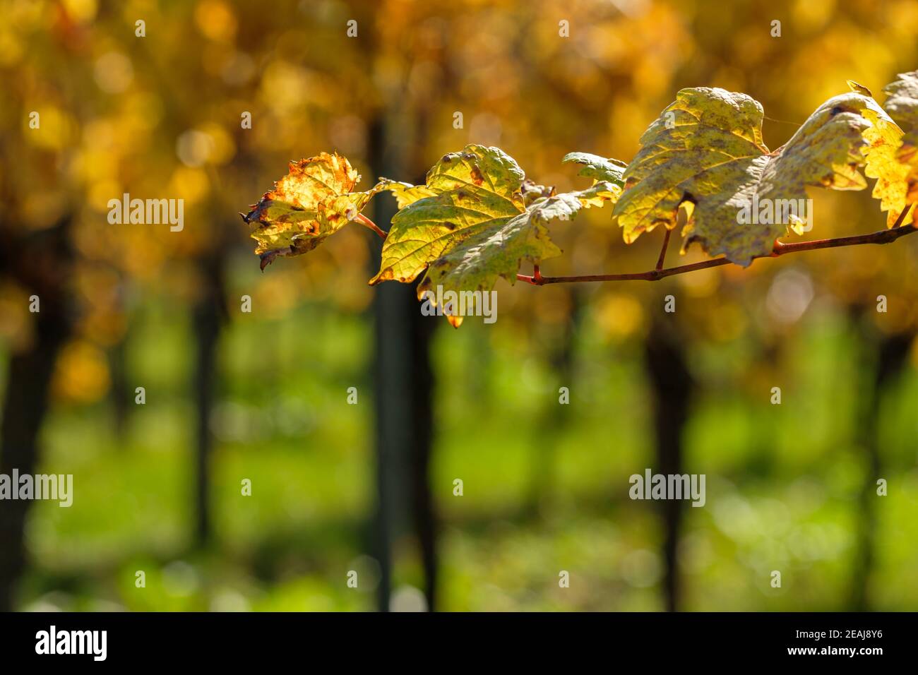Yellow grapevine leaves in a vineyard Stock Photo