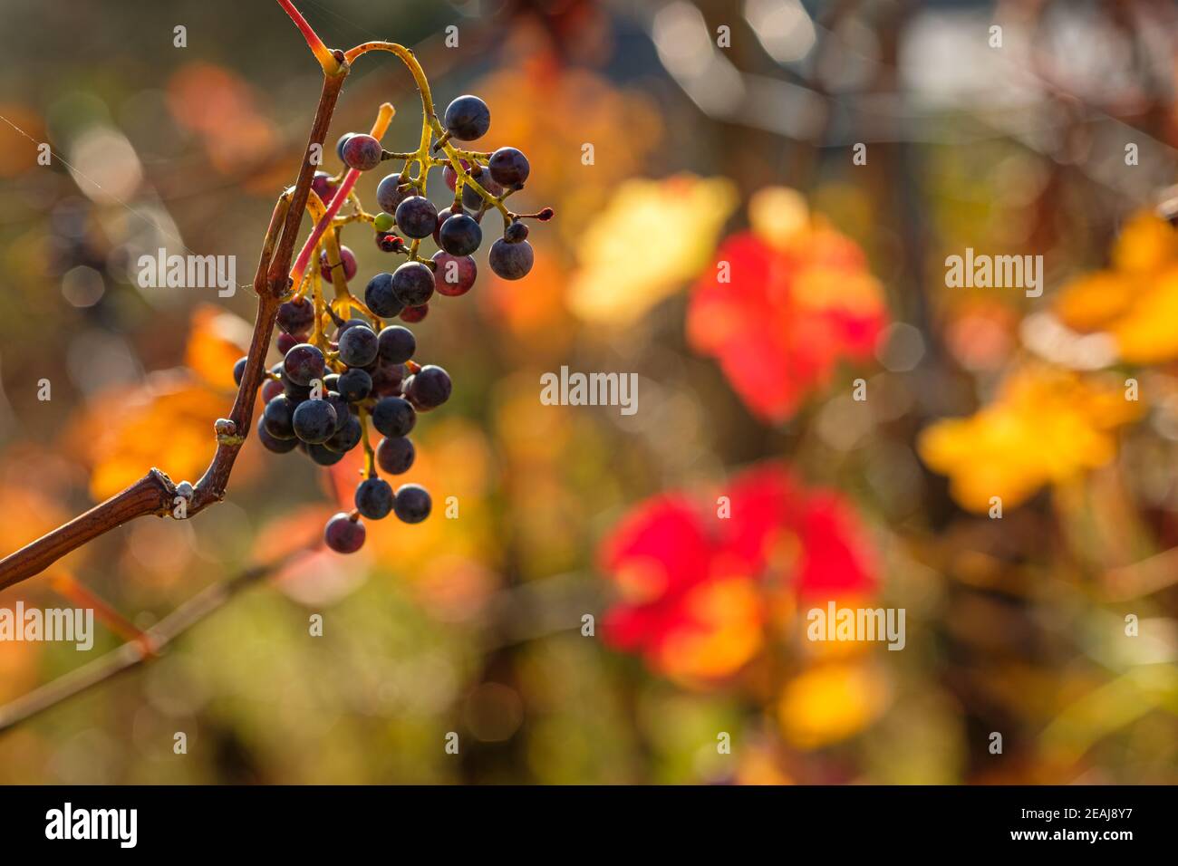 Red grapes in back lit in autumn colours Stock Photo