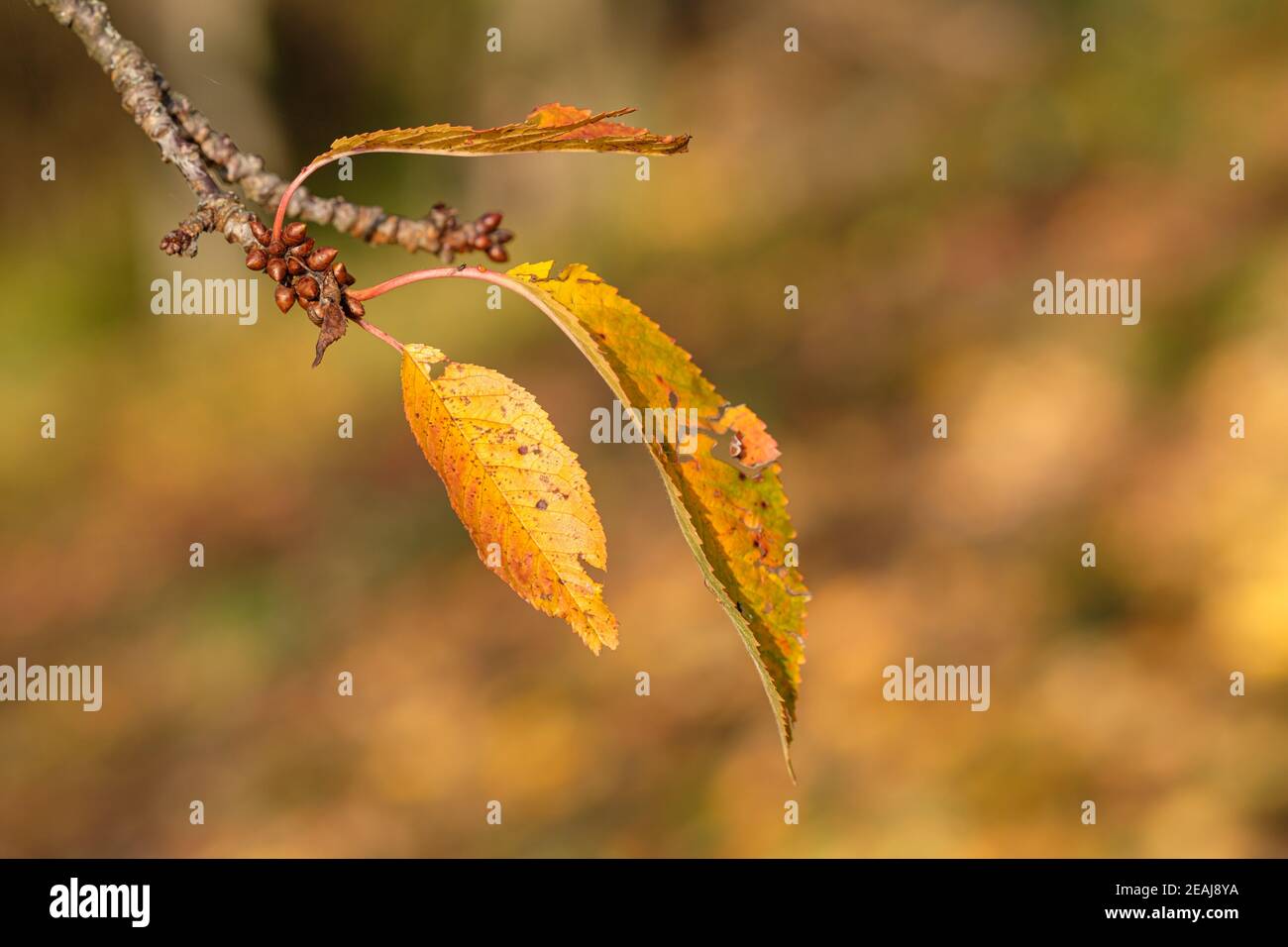Yellow orange leaves of a cherry tree in autumn Stock Photo