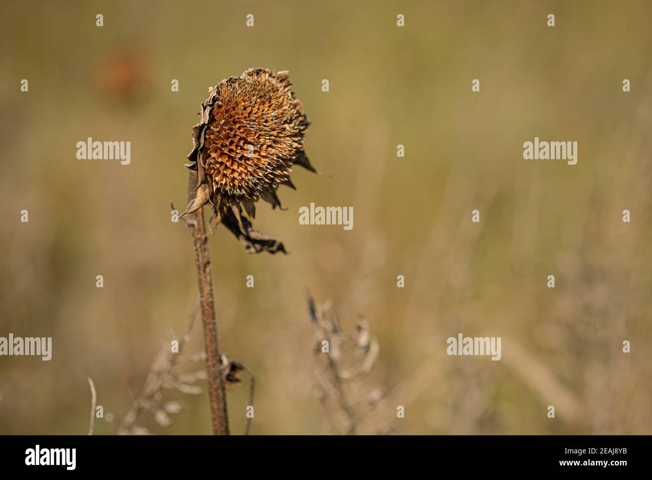 Dried brown sunflower in autumn Stock Photo