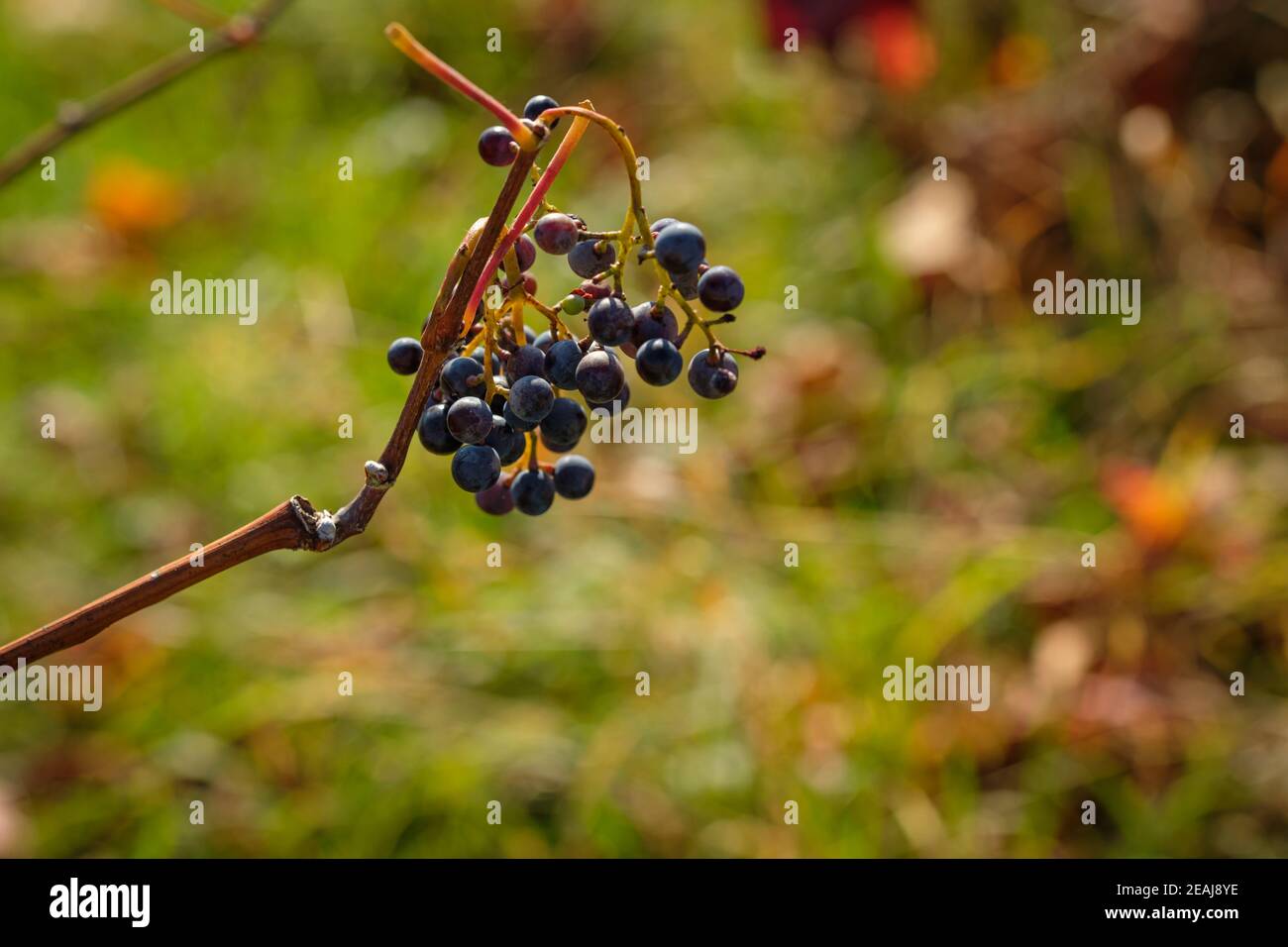 Red wine grapes in autumn close-up Stock Photo