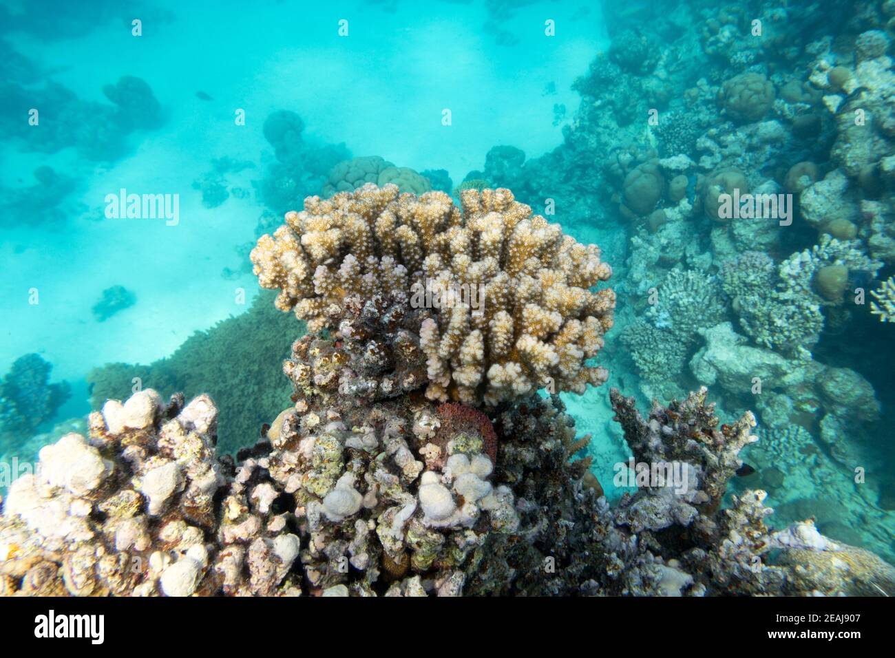 Colorful coral reef at the bottom of tropical sea, hard corals ...