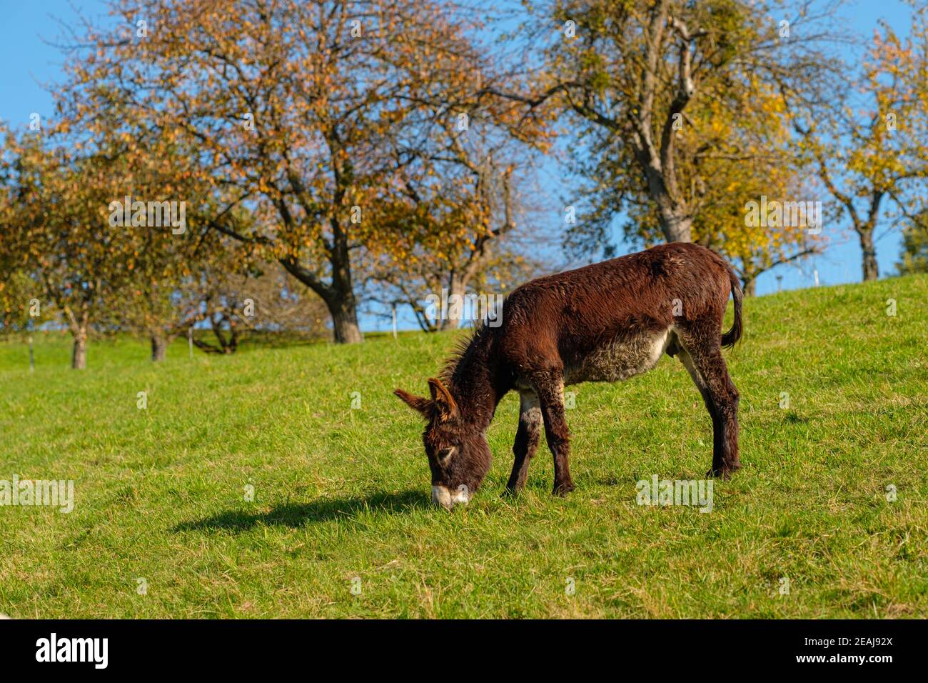 Donkey on a green meadow Stock Photo