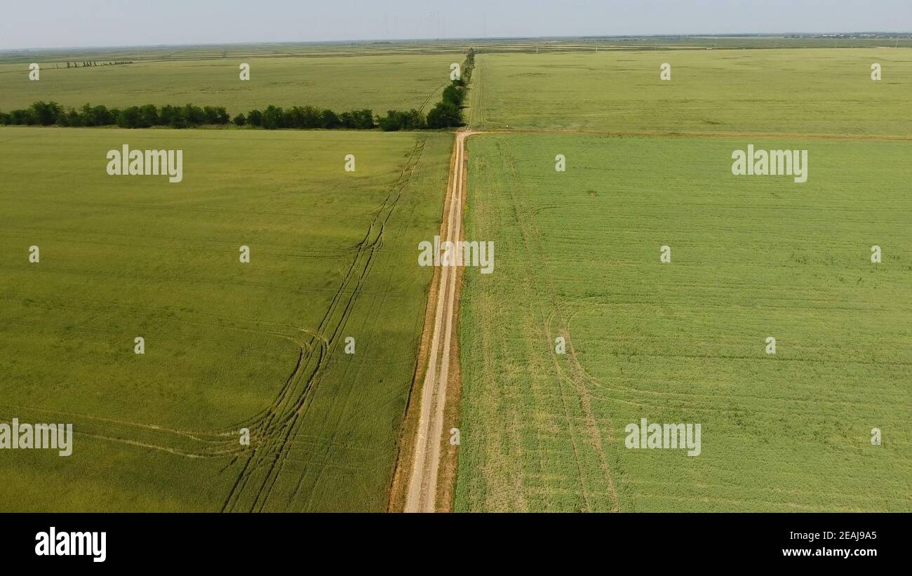 A dirt road between the fields of wheat and peas Stock Photo Alamy