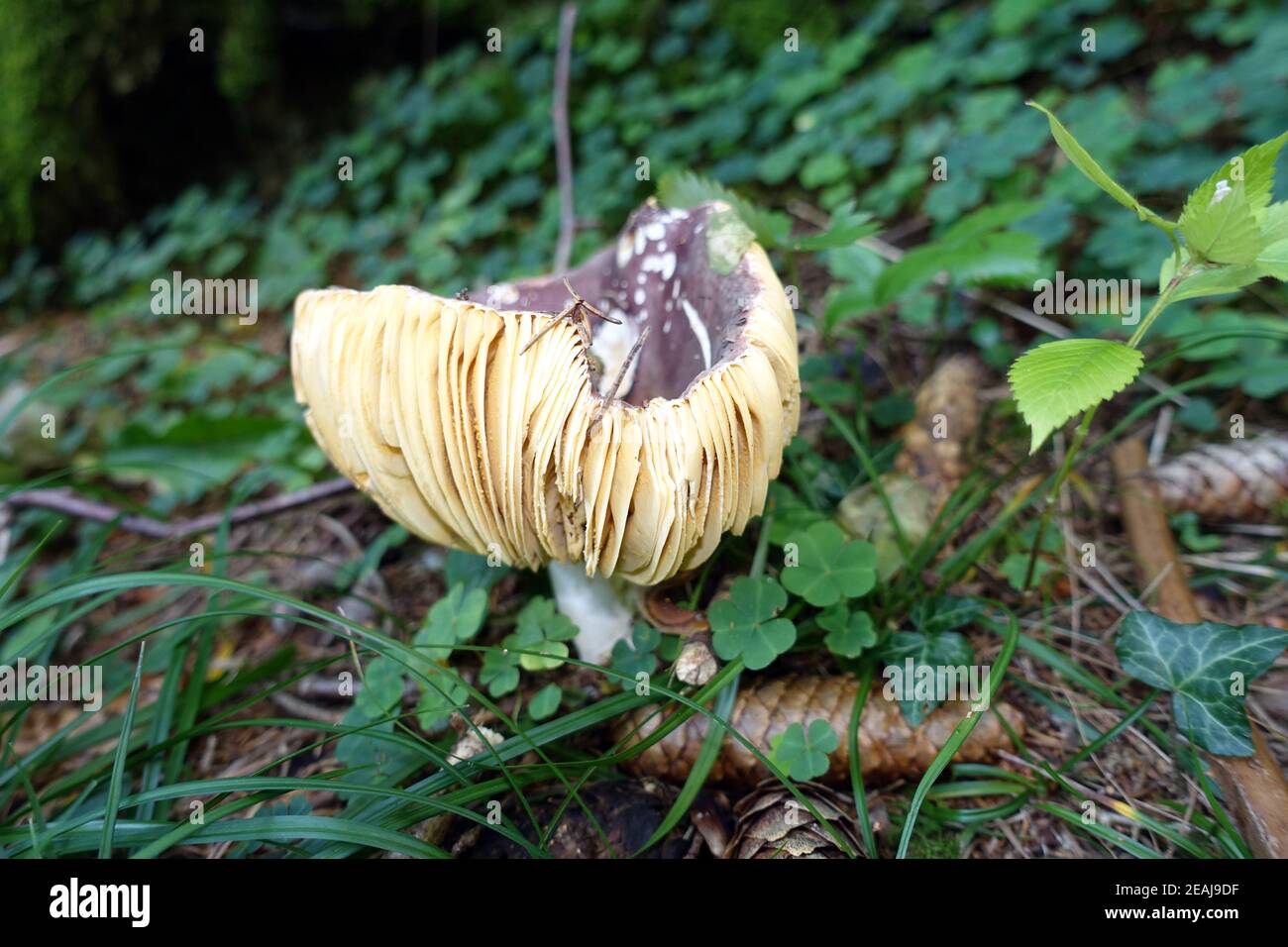 brittlegill mushroom (Russula spec.) - Hiking on the gorge trail Passeier Valley between Moos and St. Leonhard Stock Photo