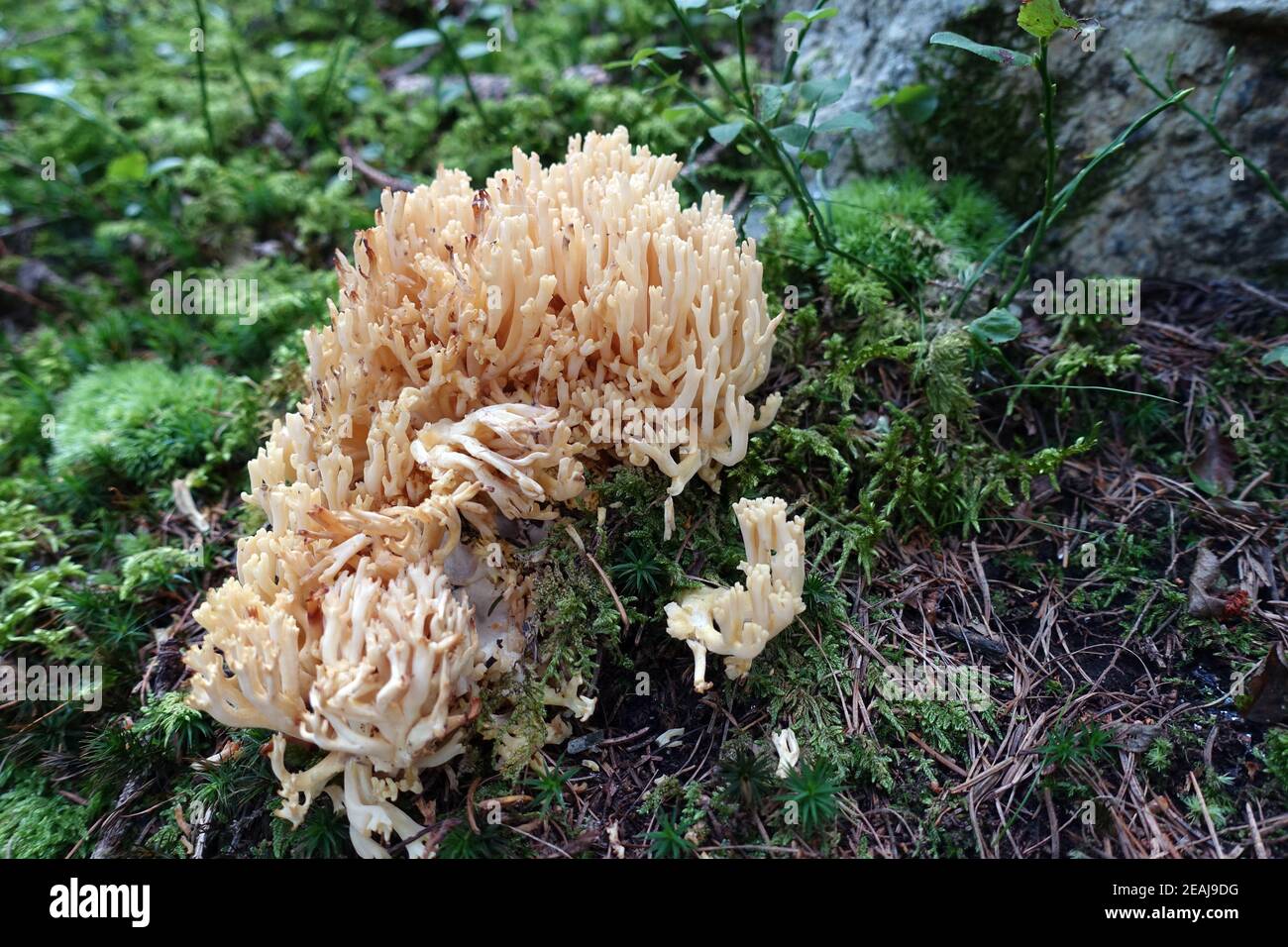 beige coral fungus (Ramaria spec.) Stock Photo