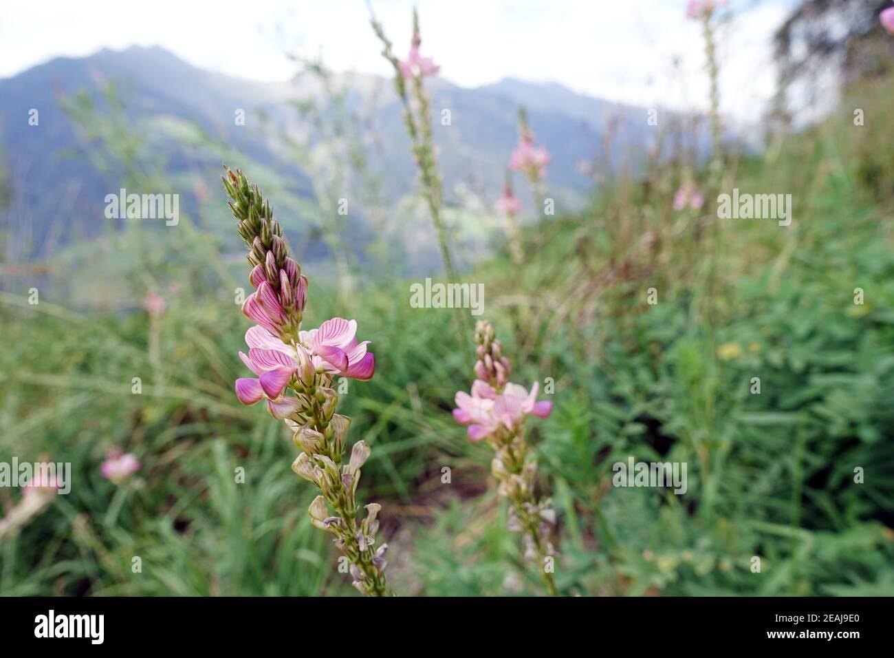 Onobrychis sativa or common sainfoin (Onobrychis viciifolia), on an alpine meadow Stock Photo