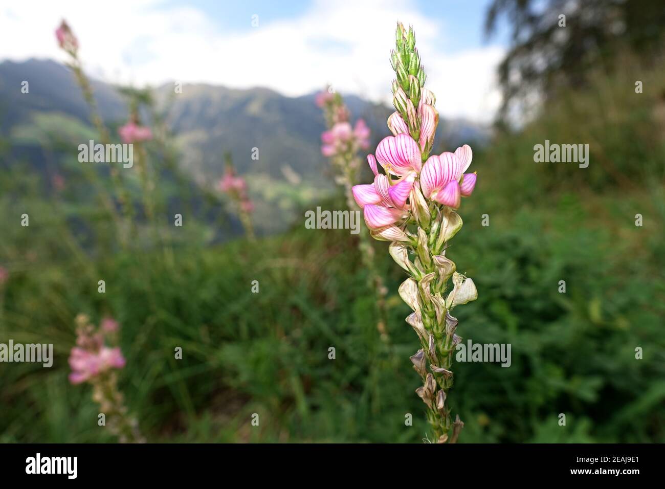 Onobrychis sativa or common sainfoin (Onobrychis viciifolia), on an alpine meadow Stock Photo