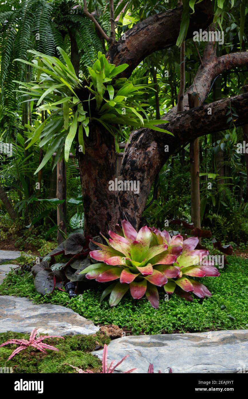 Green plants in tropical garden Stock Photo - Alamy