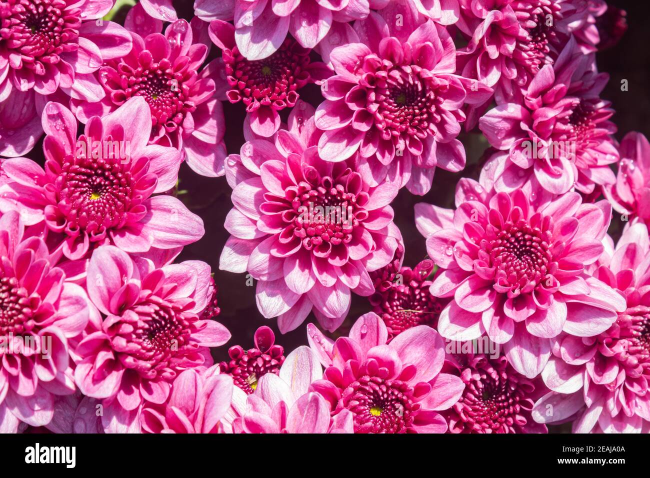 Magenta Pink Chrysanthemum or Mums Flowers Background Stock Photo