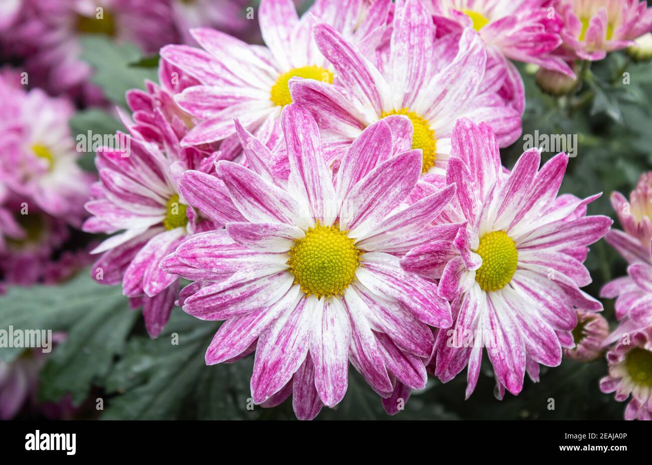Purple Chrysanthemum Flower and Green Leaves in Garden in Zoom View Stock Photo