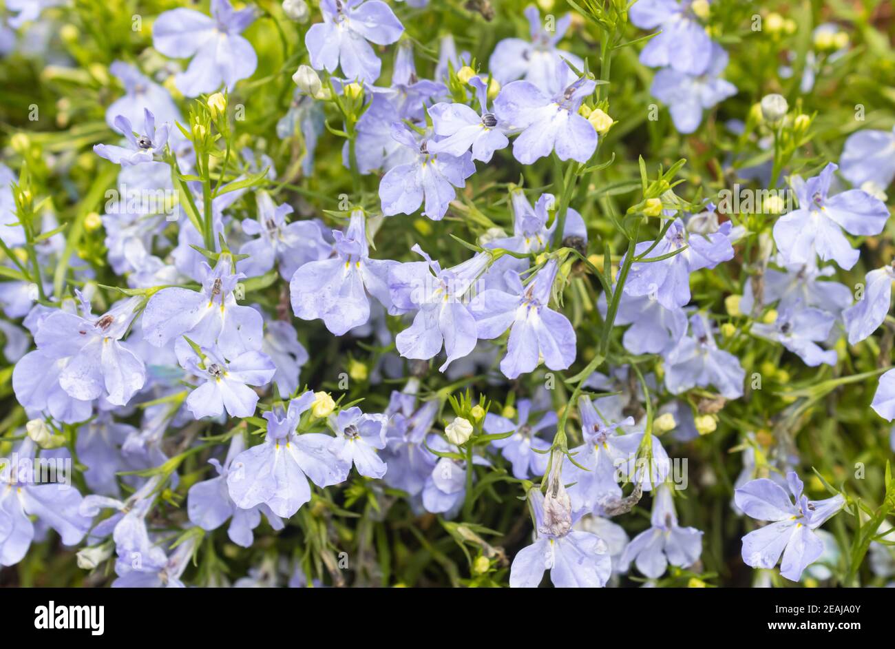 Purple Lobelia Flower in Garden Stock Photo - Alamy