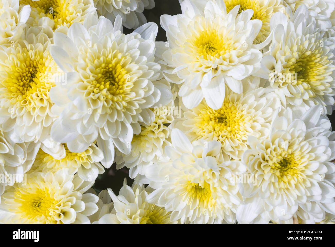 White Chrysanthemum or Mums Flowers in Garden with Natural Light in Zoom View Stock Photo
