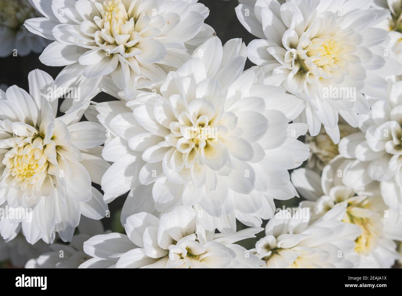 White mums hires stock photography and images Alamy