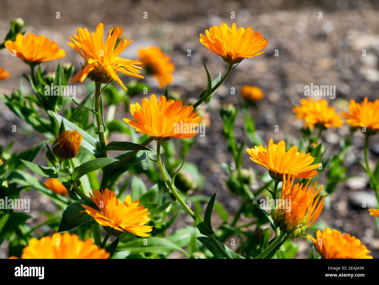 blooming marigolds in the garden Stock Photo