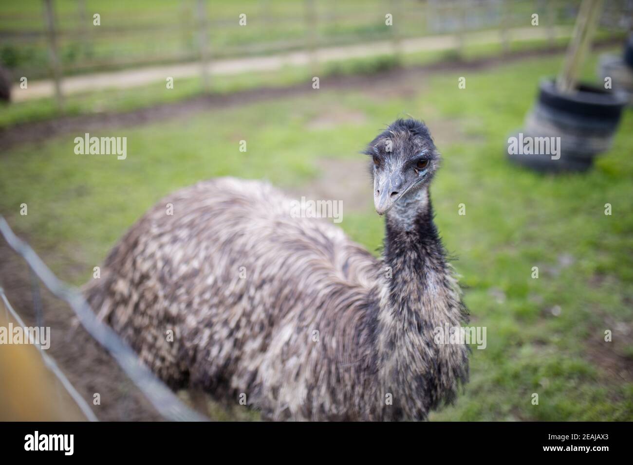 Above view of an Emu standing on the grass behind a wire fence at a farmyard Stock Photo