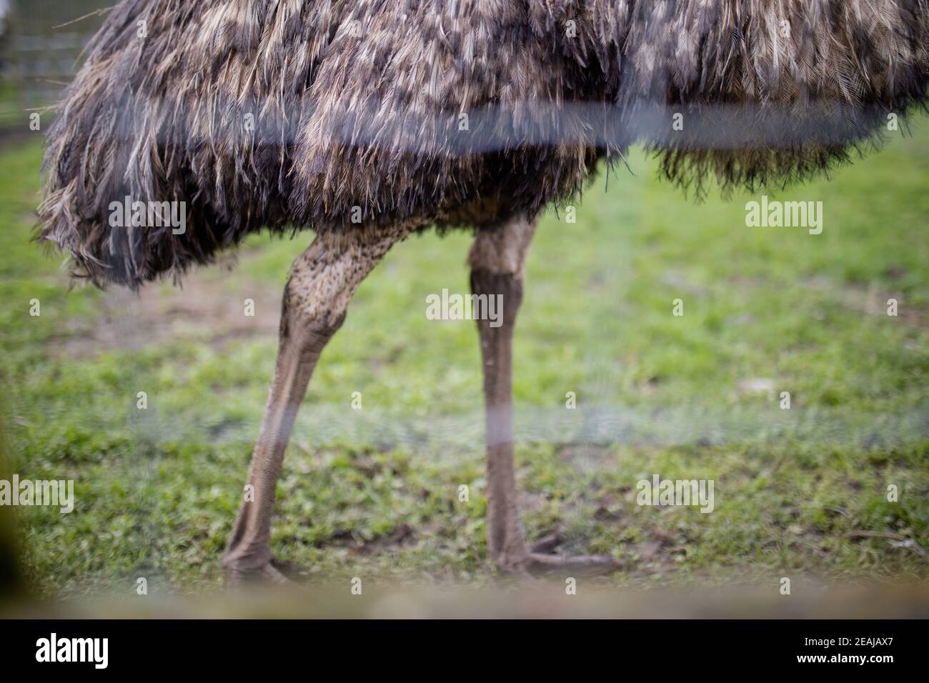 The legs of a big emu standing on the grass behind a wire fence Stock Photo