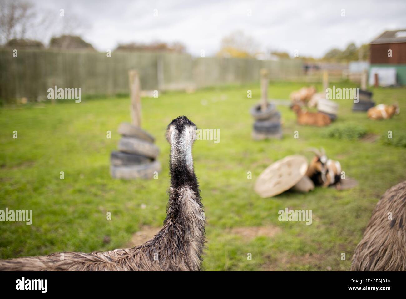 Rearview of the head of an emu looking at the distance at a farmyard Stock Photo