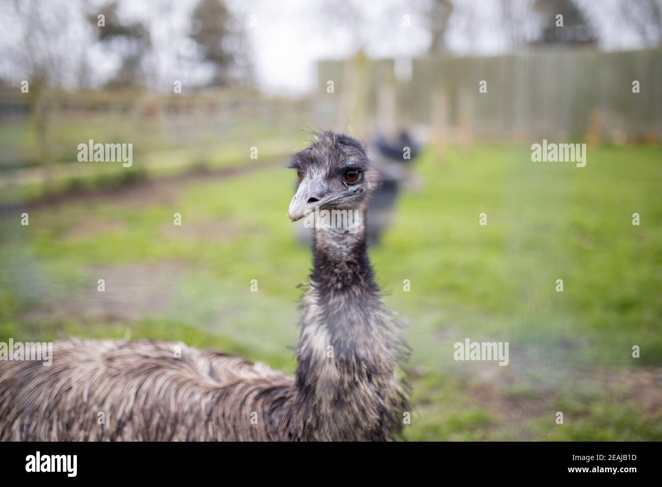 Up close view of an Emu behind a wire fence at a farmyard Stock Photo