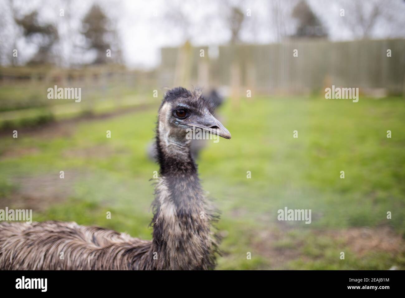 Up close view of an Emu behind a wire fence at a farmyard Stock Photo