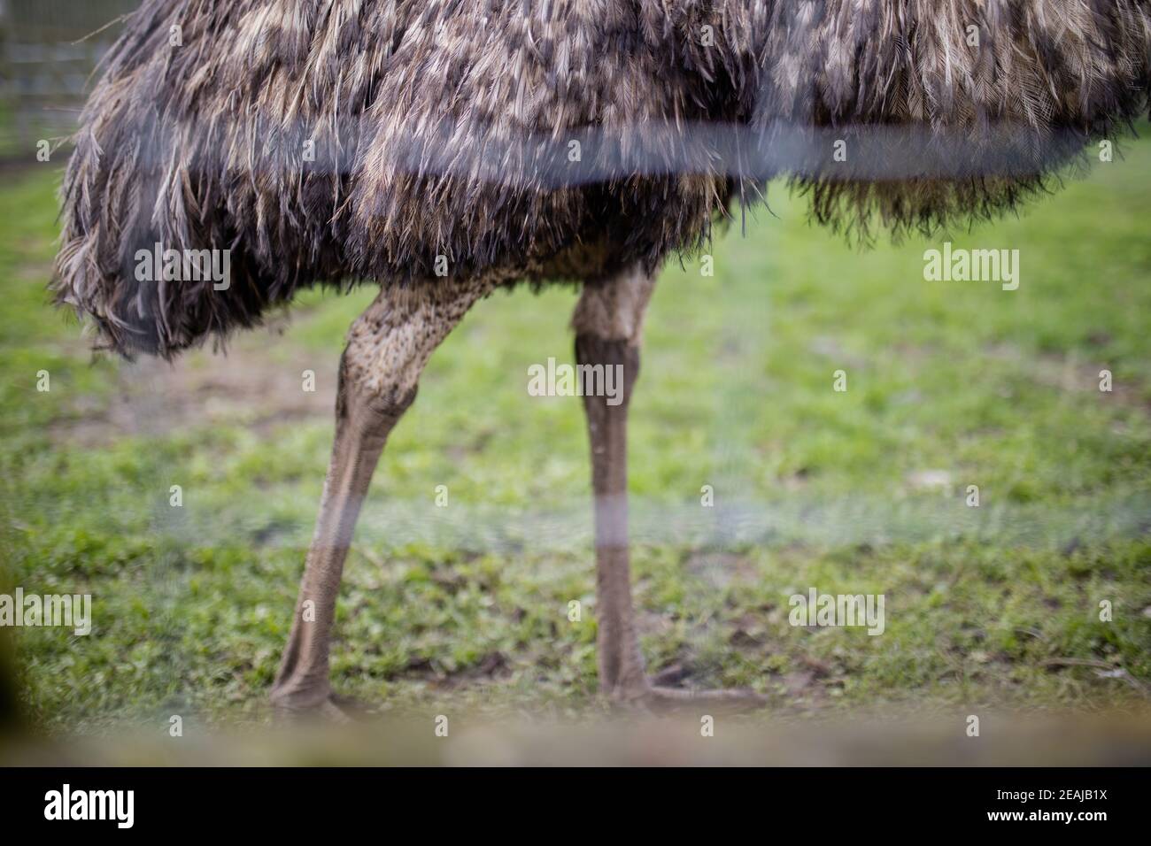 The legs of a big emu standing on the grass behind a wire fence Stock Photo
