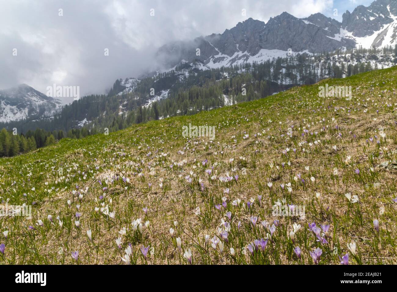 early spring blooming meadow with crocus in Alps, Italy Stock Photo