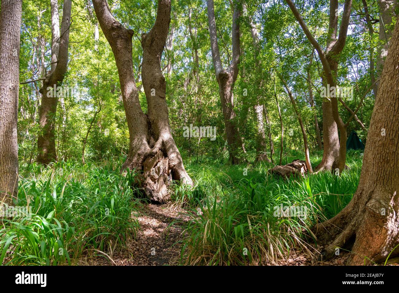 Somerset West, South Africa January 30. 2020 The Vergelegen Wine Estate is located at