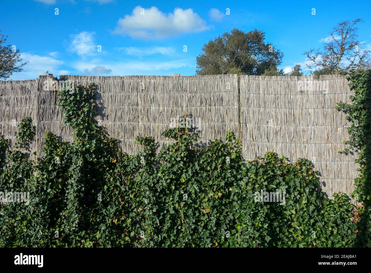 Ivy privacy fence hi-res stock photography and images - Alamy