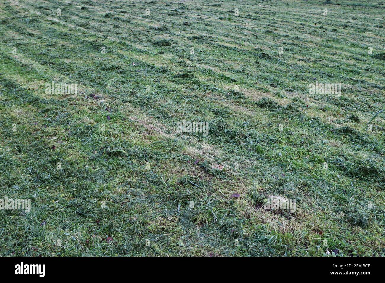 Striped cut grass hi-res stock photography and images - Alamy