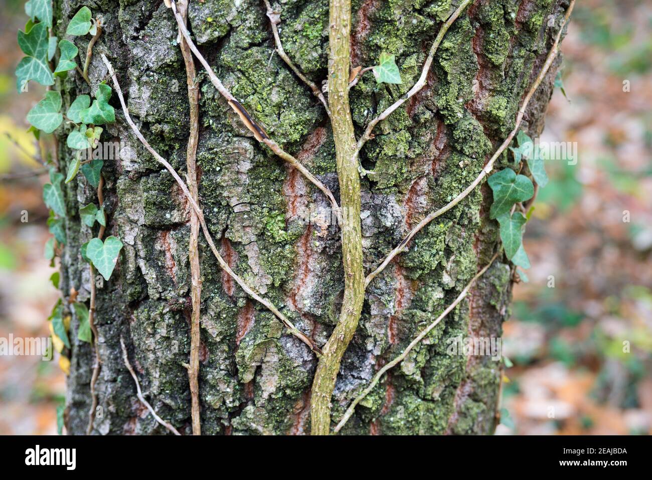 Ivy on a tree Stock Photo