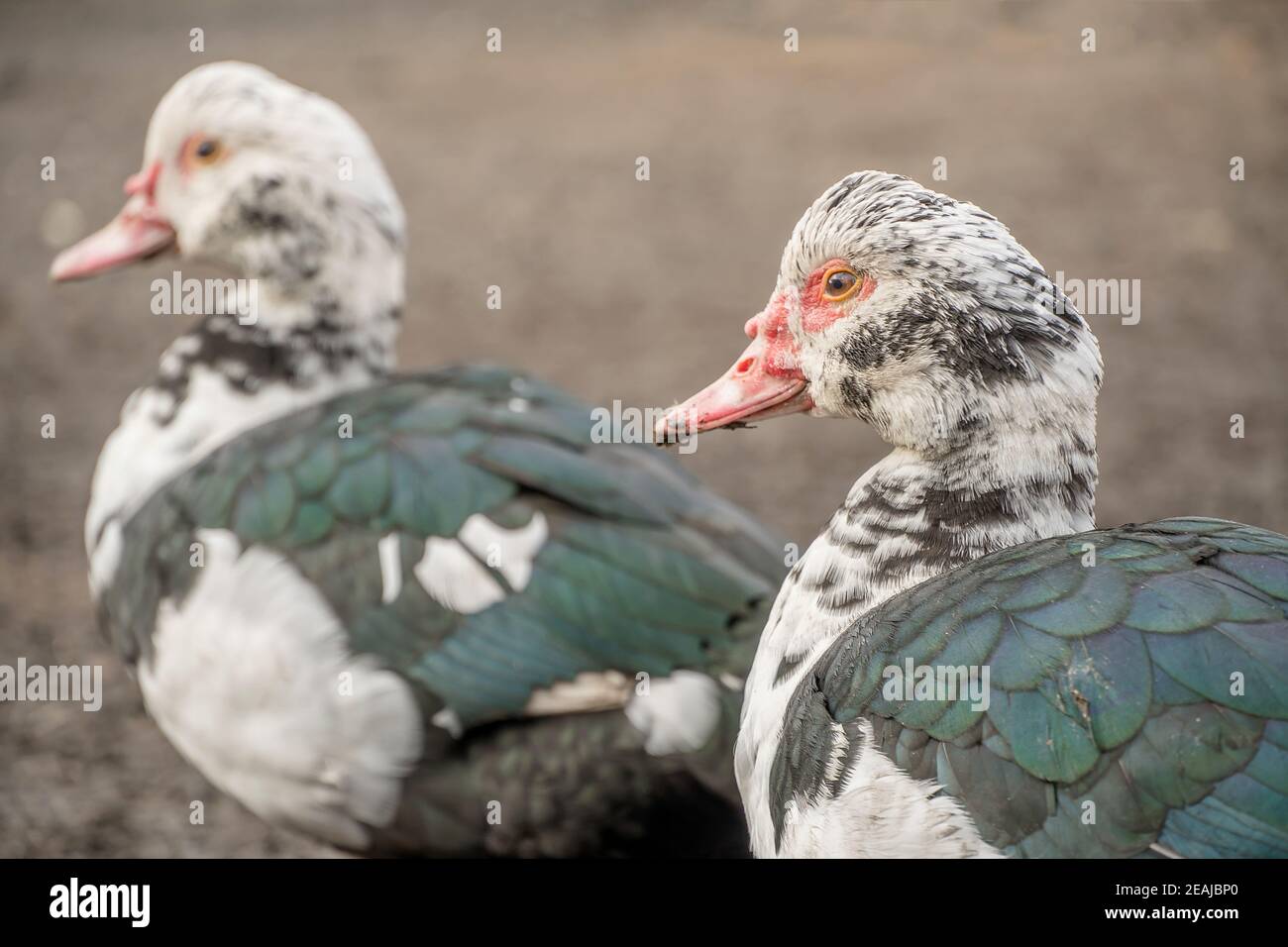 Female duck close-up. Indoda is on the farm. Stock Photo