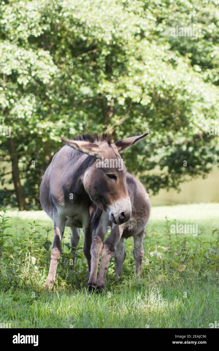 Mother donkey with offspring (Equus asinus asinus) Stock Photo