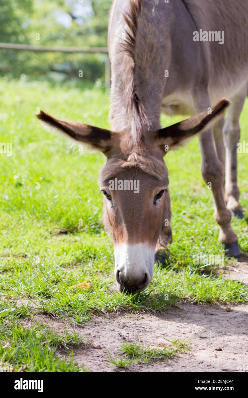 Mules ears hi-res stock photography and images - Page 5 - Alamy