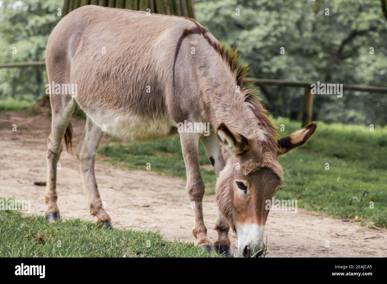 A donkey grazing in a meadow (Equus asinus asinus Stock Photo - Alamy