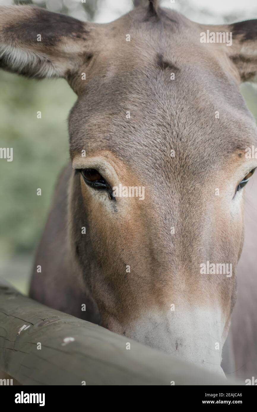 Close-up: portrait of a domestic donkey (Equus asinus asinus) Stock Photo