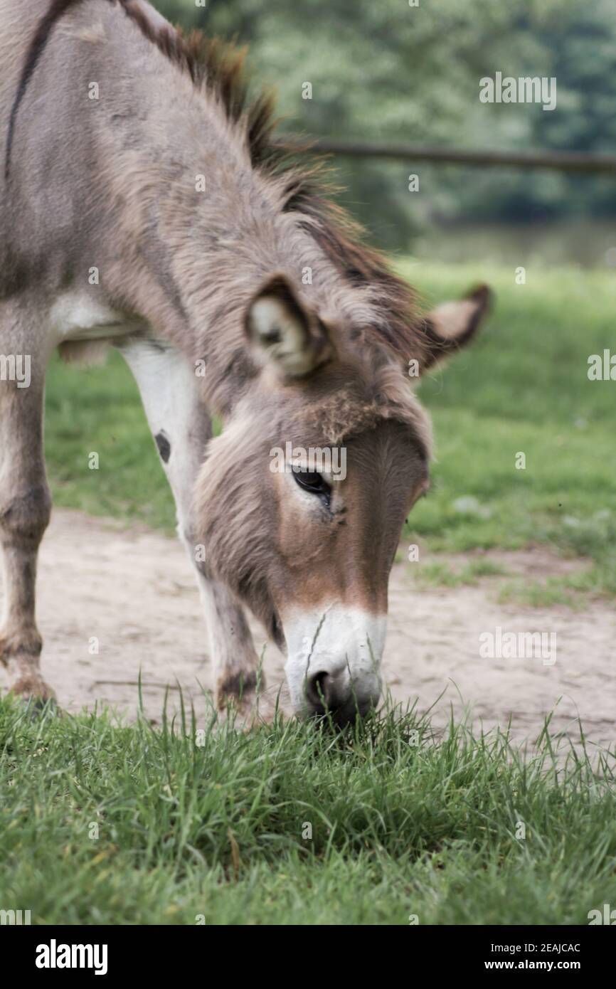 A donkey grazing in a meadow (Equus asinus asinus Stock Photo - Alamy
