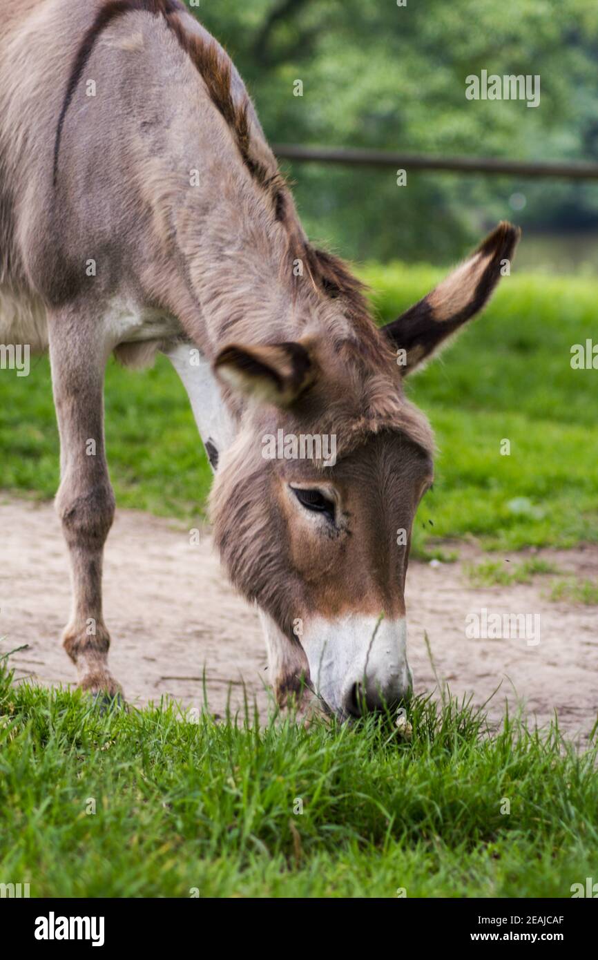 A donkey grazing in a meadow (Equus asinus asinus) Stock Photo