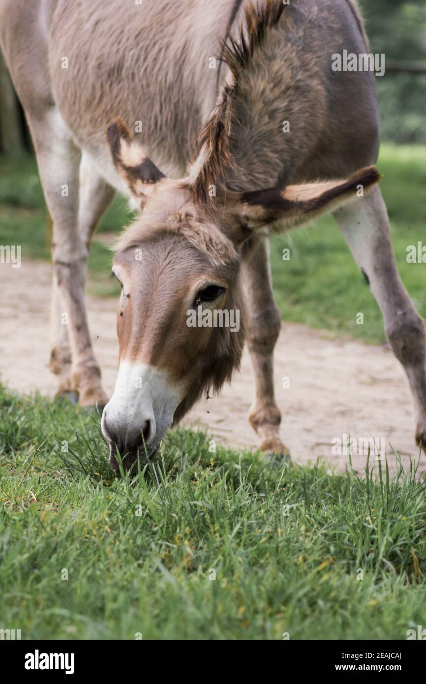 A donkey grazing in a meadow (Equus asinus asinus Stock Photo - Alamy