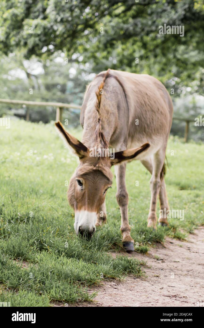 A donkey grazing in a meadow (Equus asinus asinus Stock Photo - Alamy