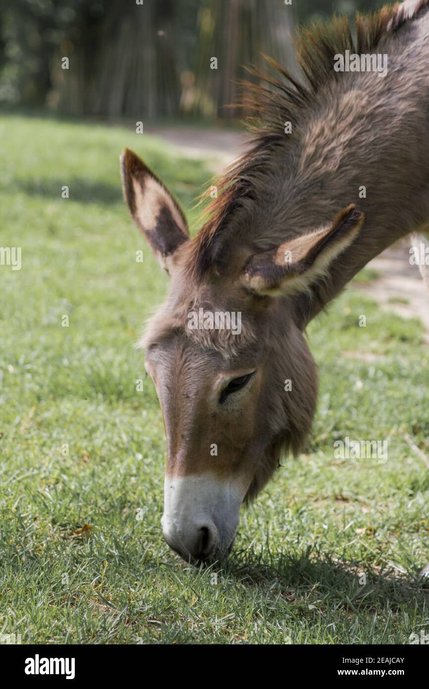 A donkey grazing in a meadow (Equus asinus asinus) Stock Photo
