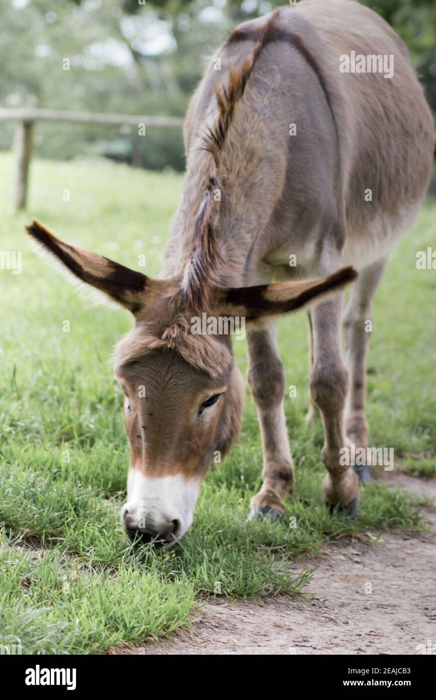 A donkey grazing in a meadow (Equus asinus asinus Stock Photo - Alamy